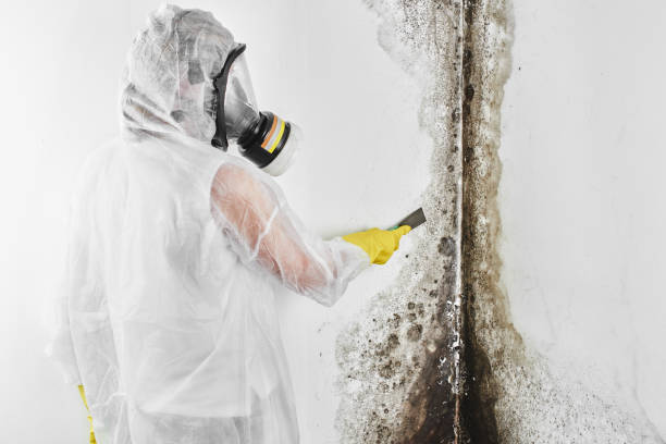 Best Certified Mold Removal  in Ord, NE