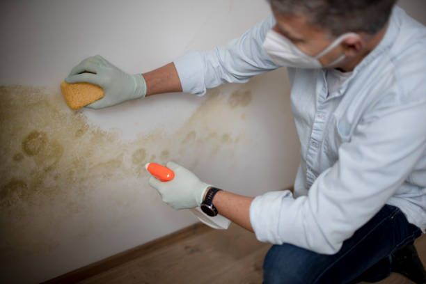 Best Residential Mold Removal  in Ord, NE