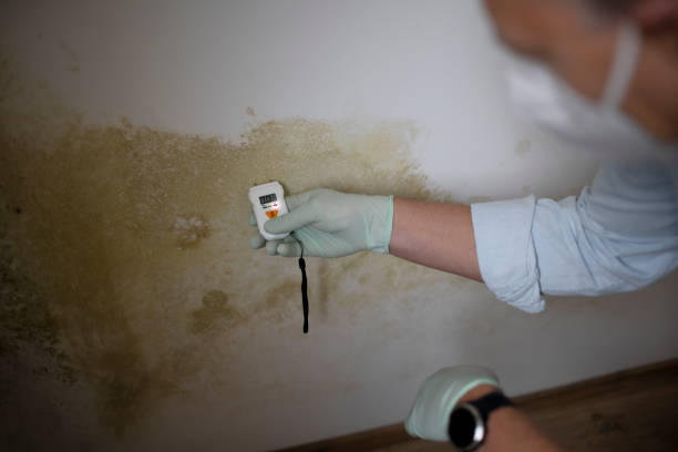 Home Mold Removal in Ord, NE