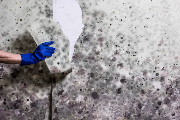 Best Local Mold Removal Service  in Ord, NE